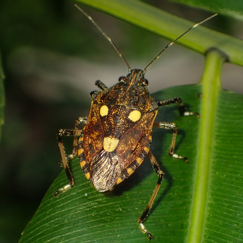 Taxon - Dalpada oculata - Gee Nature