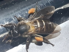 Apis dorsata breviligula