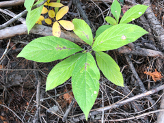 Lonicera involucrata
