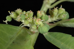 Euphorbia pumicicola