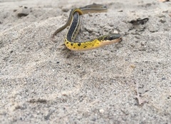 Erythrolamprus melanotus