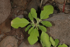 Euphorbia pumicicola