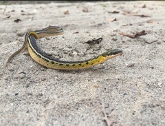 Erythrolamprus melanotus