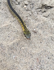 Erythrolamprus melanotus