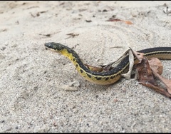 Erythrolamprus melanotus