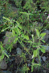 Euphorbia pumicicola
