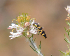 Castiarina versicolor