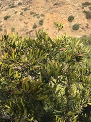 Comarostaphylis diversifolia diversifolia