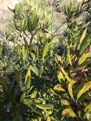 Comarostaphylis diversifolia diversifolia