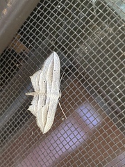 Arcobara multilineata