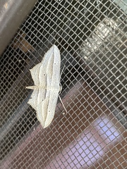 Arcobara multilineata