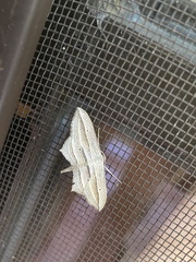 Arcobara multilineata