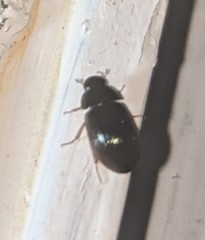 Hydrobius