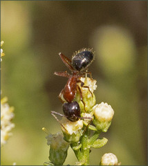 Camponotus vicinus