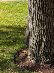 Sciurus carolinensis