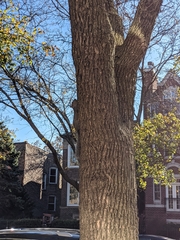 Sciurus carolinensis