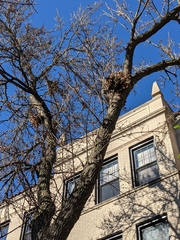 Sciurus carolinensis