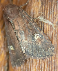 Apamea cogitata