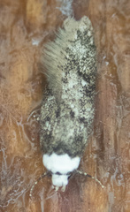 Endrosis sarcitrella