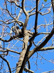 Sciurus carolinensis