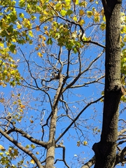 Sciurus carolinensis