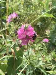 Sidalcea oregana spicata