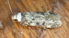 Endrosis sarcitrella