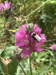 Sidalcea oregana spicata