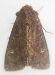 Apamea cogitata