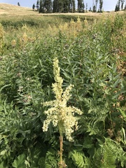 Veratrum californicum