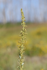 Artemisia suksdorfii