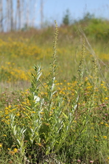 Artemisia suksdorfii