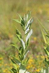 Artemisia suksdorfii