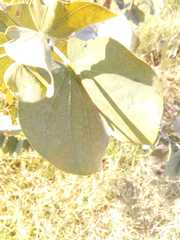Eucalyptus cinerea