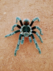 Acanthoscurria