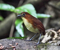 Grallaria flavotincta