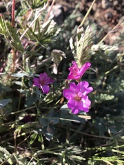Epilobium siskiyouense