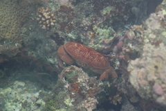 Atergatis integerrimus