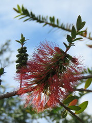 Melaleuca hypericifolia