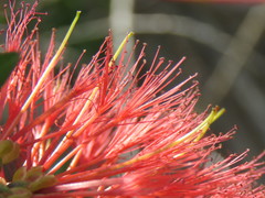 Melaleuca hypericifolia