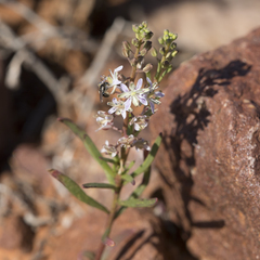 Lepidium phlebopetalum