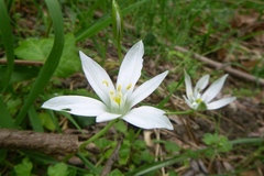 Ornithogalum umbellatum