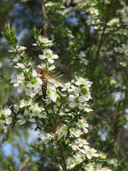 Thynnoidea