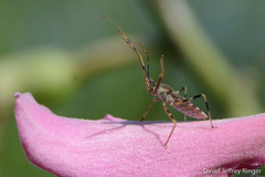 Zelus janus