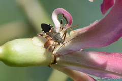 Zelus janus