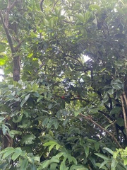 Diospyros blancoi