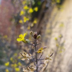 Hippodamia variegata