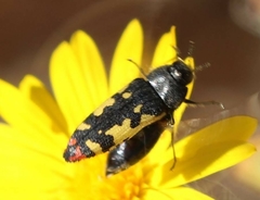 Acmaeodera amabilis
