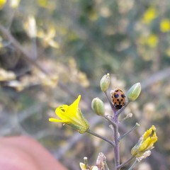 Hippodamia variegata