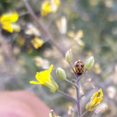 Hippodamia variegata
